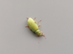 Polydrusus formosus