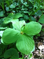 Paris quadrifolia