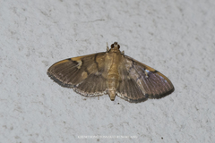 Cotachena