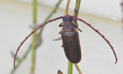 Delocheilus
