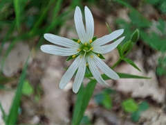Rabelera holostea