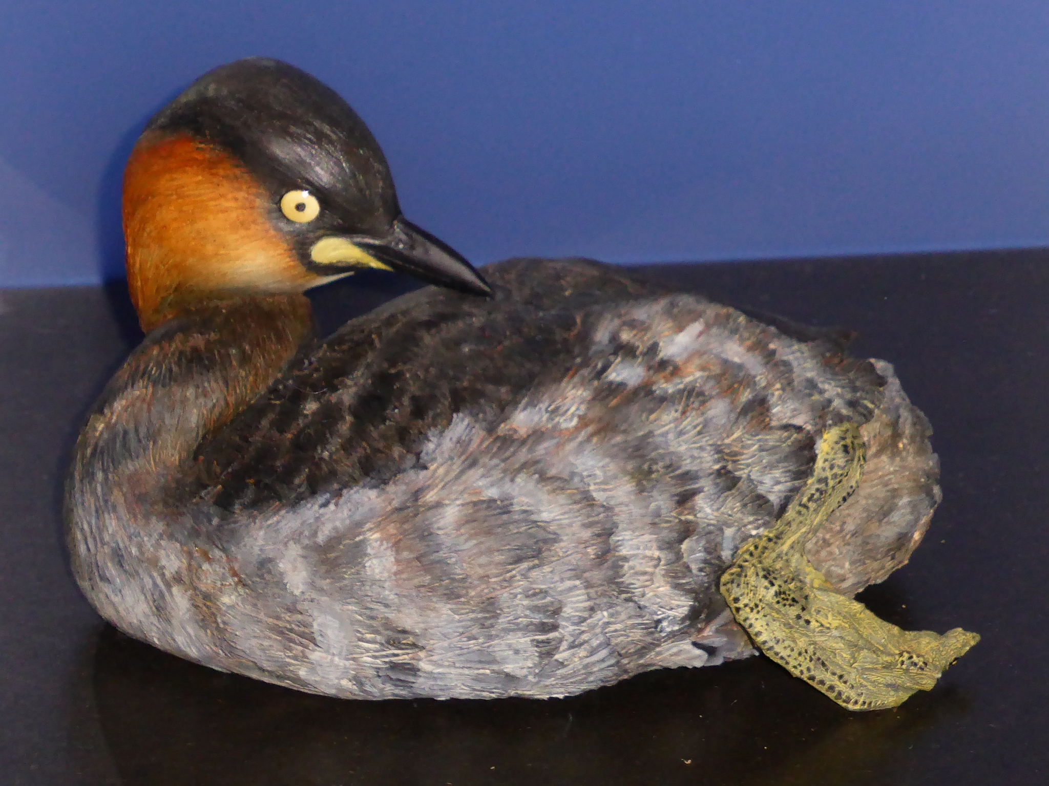 Alaotra Grebe (Tachybaptus rufolavatus) · iNaturalist, image size:2048x1535