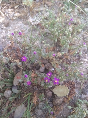 Spergularia purpurea