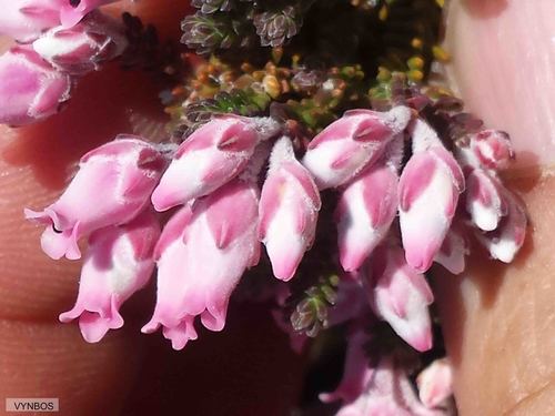 Erica modesta