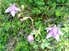 Aquilegia vulgaris vulgaris