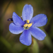 Aristea abyssinica - Photo (c) Brendan Cole,  זכויות יוצרים חלקיות (CC BY-NC-ND), uploaded by Brendan Cole