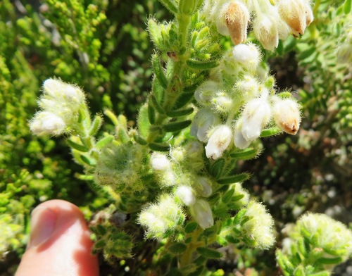 Image of Erica pannosa by (c) linkie, some rights reserved (CC BY)