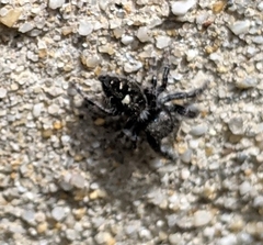 Phidippus audax