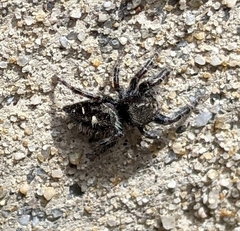 Phidippus audax