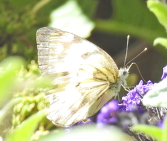 Belenois gidica abyssinica