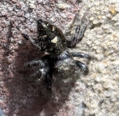 Phidippus audax