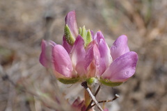 Lupinus microcarpus microcarpus