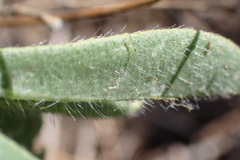 Lupinus microcarpus microcarpus