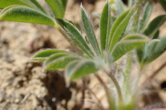 Lupinus microcarpus microcarpus