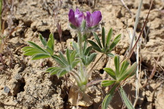 Lupinus microcarpus microcarpus