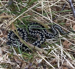 Vipera berus berus
