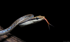 Dendrelaphis ashoki