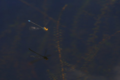 Pseudagrion aureofrons