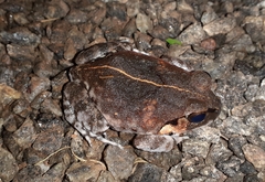 Sphaerotheca dobsonii