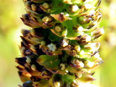 Thesium spicatum