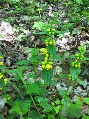 Lamium galeobdolon