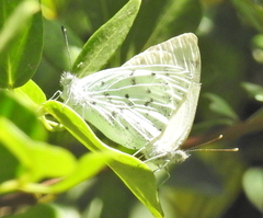 Dixeia charina