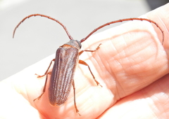 Delocheilus