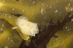 Acanthodoris pilosa