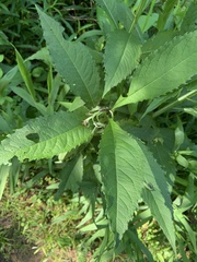 Verbesina alternifolia