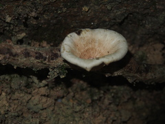 Neonothopanus nambi