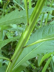 Verbesina alternifolia