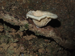 Neonothopanus nambi