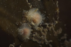 Acanthodoris pilosa