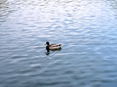 Anas platyrhynchos