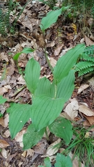 Cypripedium parviflorum