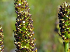 Thesium spicatum