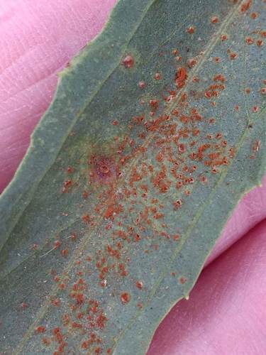 iNaturalist observation photo of Mulefat Rust