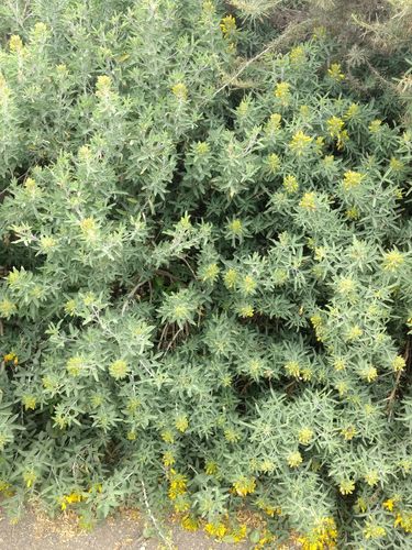 iNaturalist observation photo of Bladderpod