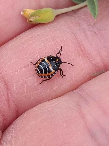 iNaturalist observation photo of Harlequin Bug