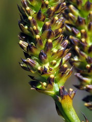 Thesium spicatum