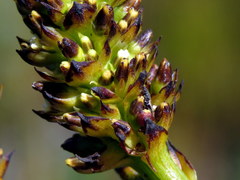 Thesium spicatum