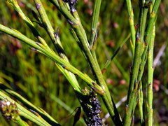 Thesium spicatum