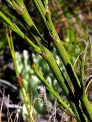 Thesium spicatum