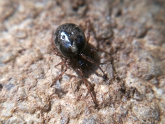 Enoplognatha mandibularis