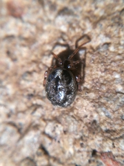 Enoplognatha mandibularis