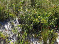 Thesium spicatum