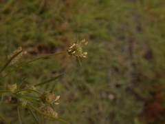 Plantago arenaria