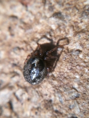 Enoplognatha mandibularis