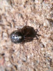 Enoplognatha mandibularis
