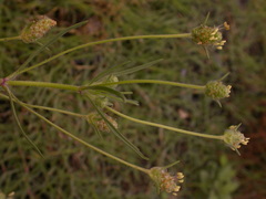 Plantago arenaria